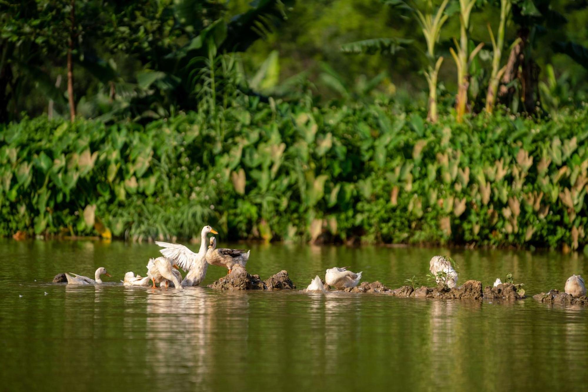 Tan Dinh Farmstay Ninh Binh Dış mekan fotoğraf